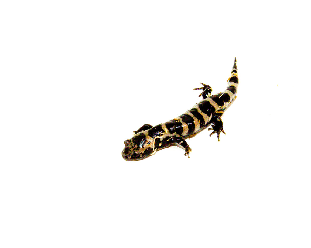 Marbled Salamanders